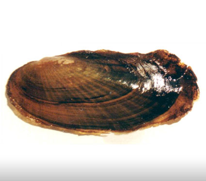 Scaleshell mussel. Credit: USFWS.