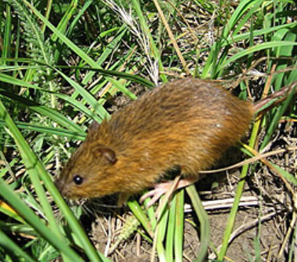 New Mexico jumping mouse. Credit: USFWS.