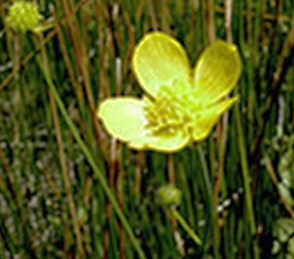 Autumn buttercup. Credit: USFWS.