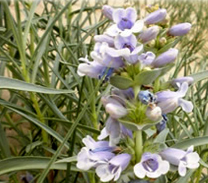 Blowout penstemon. Photo Credit: FWS/Bellis.