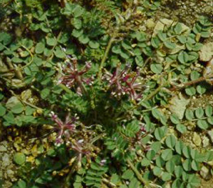 Holmgren milk-vetch. Credit: USFWS.