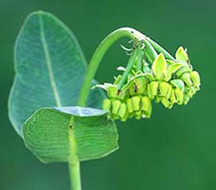 Meed's milkweed. Credit: Mike Redmer.