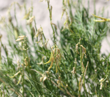 Osterhout milk-vetch. Credit: USFWS.