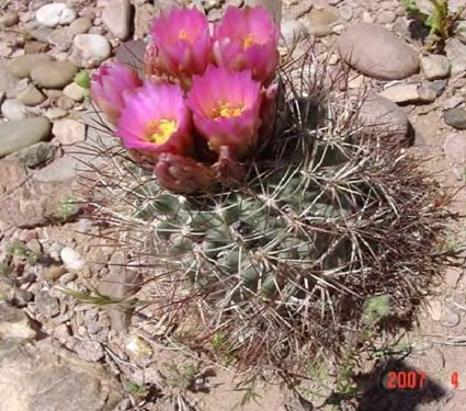 Uinta Basin hookless cactus. Credit: Maria Ulloa, Burea of Land Management.