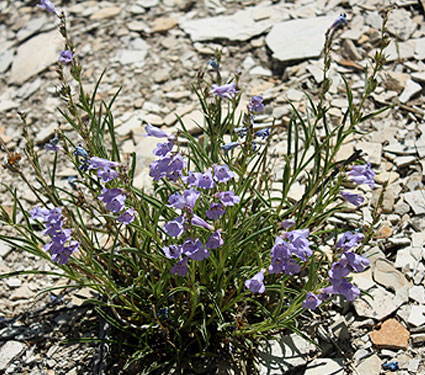 White River beardtongue. Credit: Gina Glenne.