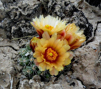 Winkler cactus. Credit: Daniela Roth, USFWS.