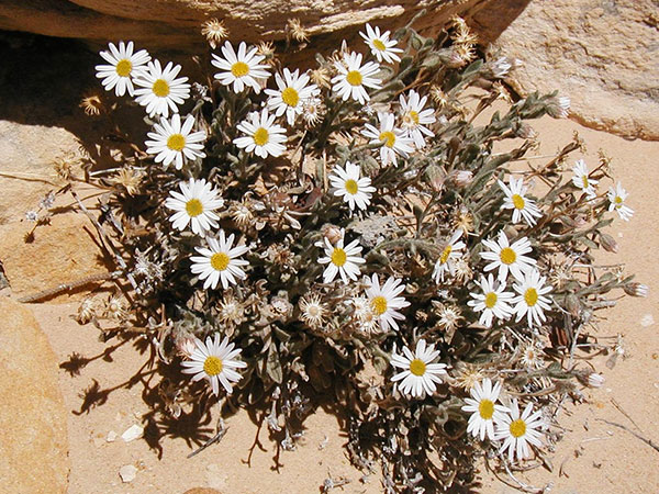 Maguire daisy. Credit: Michelle Dela-cruz, National Park Service.