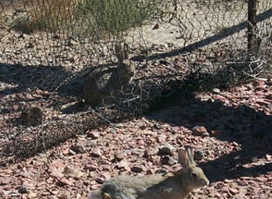 Cottontail rabbits are shown in the photo both outside and insidethe netted pit area. The cottontail in the upper center of the photo has entered through this small opening on the side of the net. Credit: USFWS.