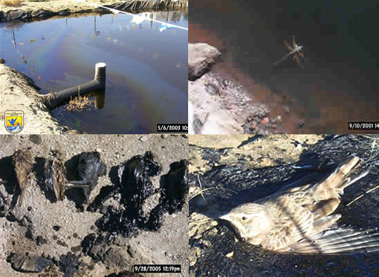 Sheen on water surface and various wildlife fatalities from oil contamination. Credit: USFWS.