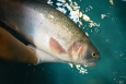 A rainbow trout, one of several species of fish being tracked using PNNL's new injectable, self-charging acoustic fish tags. These devices allow scientists to research how fish migrate through waterways when encountering hydrokinetic dams. | Photo courtesy of PNNL