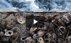 From the Field: Rebuilding oyster reefs in Harris Creek, Md.