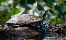 Bay 101: Wetlands