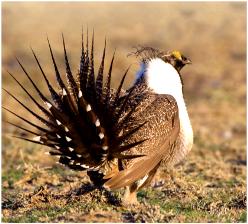 Sage Grouse