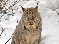 Canada lynx, photo credit: Michael Zahra