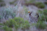 Lesser Prairie-Chicken