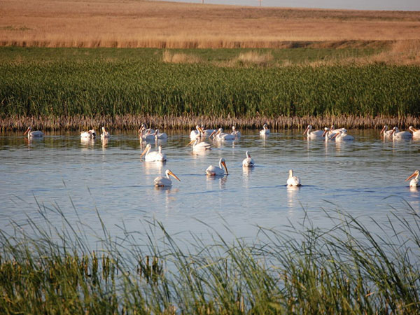 Pelicans on restoration. Credit: USFWS.