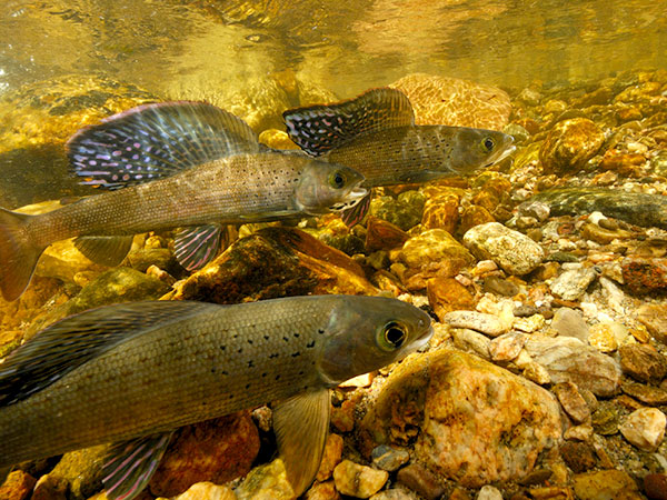 Grayling. Credit: USFWS.