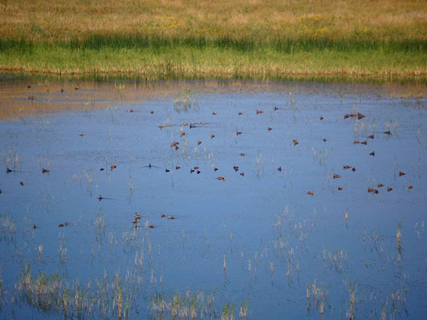 North Dakota brood wetland. Credit: USFWS.