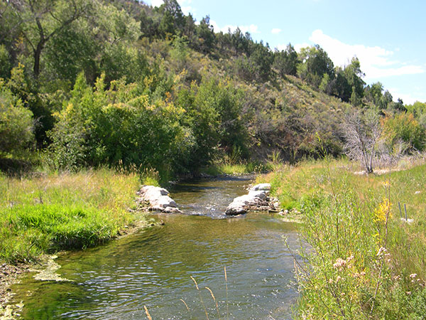 In-stream riparian. Credit: USFWS.