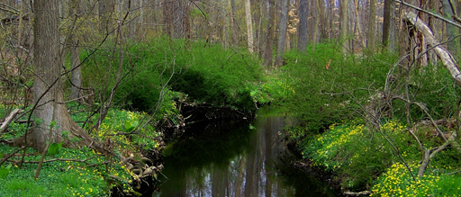 Forested wetlands