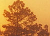 top of a longleaf pine tree at sunset