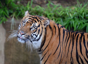 tiger-looking-up-at-national-zoo