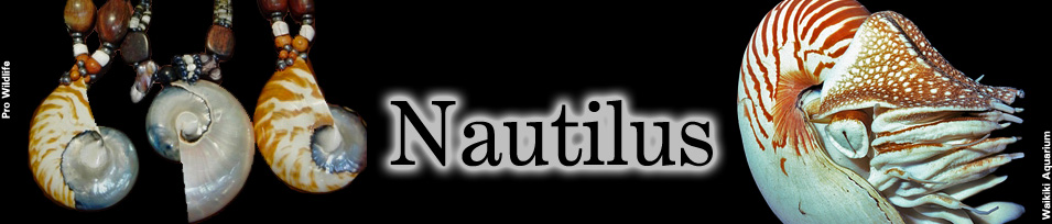 nautilus-and-nautilus-jewelry