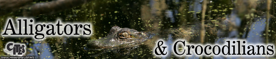 alligator-peaking-out-of-water