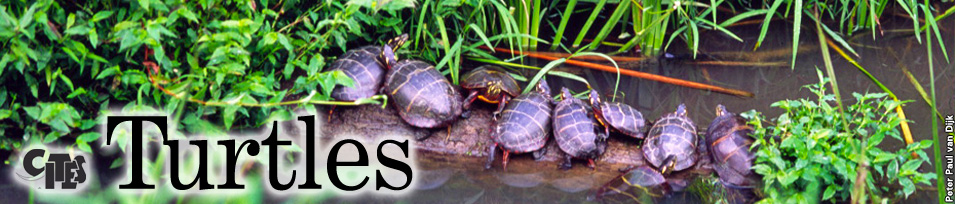 turtles-on-log