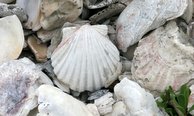 Shells_194x116