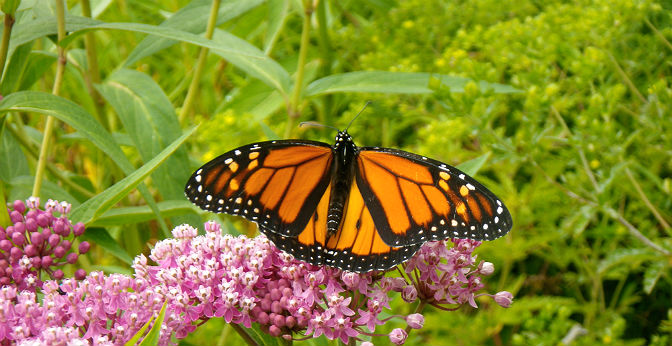 Monarch butterfly resting on pink flowers (Swamp milkweed, Asclepias incarnata)