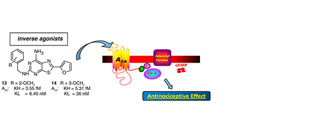 Design, Synthesis, and Pharmacological Characterization of 2-(2-Furanyl)thiazolo[5,4-<i>d</i>]pyrimidine-5,7-diamine Derivatives: New Highly Potent A<sub>2A</sub> Adenosine Receptor Inverse Agonists with Antinociceptive Activity
