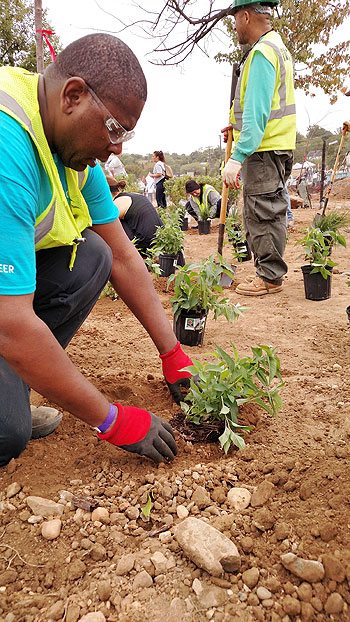 Hundreds of volunteers turned out to help with planting. Photo credit: Emily Simonson/EPA ORISE.