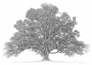 drawing of a tree