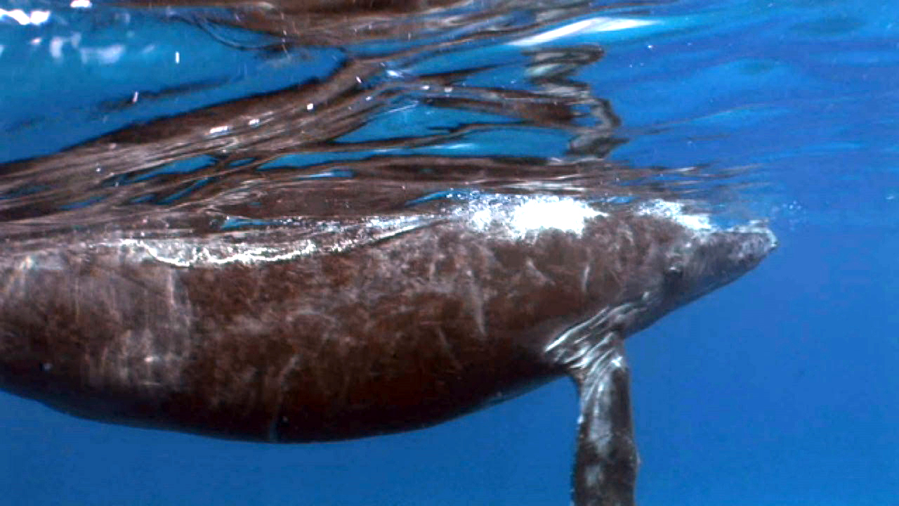 humpback-whale-still-07_pond5-wrightproduction