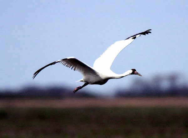 Photo of whooping crane in flight. Photo courtesy Whooping Crane Eastern Partnership member Operation Migration Inc.