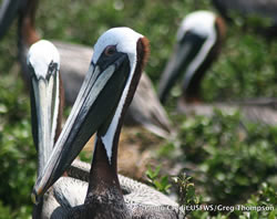 Two brown pelicans sit beak-to-beak at Breton National Wildlife Refuge
