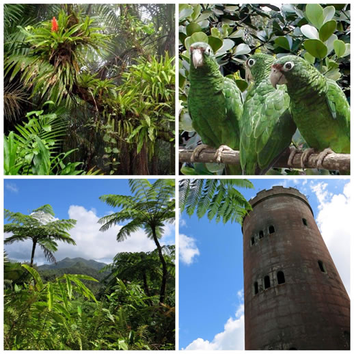 Four images from around the forest: tropical flower, parrots, tropical trees, brick tower