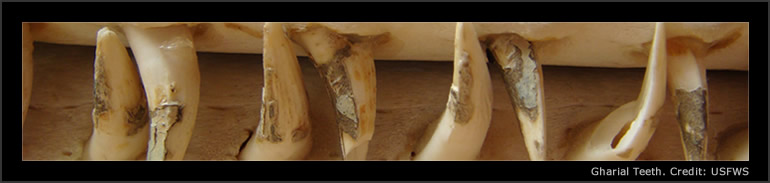 Gharial Teeth. Credit: USFWS