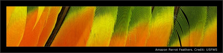 Amazon Parrot Feathers. Credit: USFWS