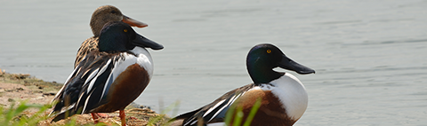 Northern shovelers/USFWS