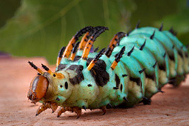 	Caterpillar photo by James Gathany