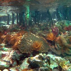Image: A Diversity of Corals Growing in the Mangroves Within Virgin Islands Coral Reef National Monument