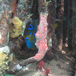 Queen angelfish - Hurricane Hole, Virgin Islands