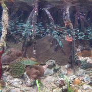 Image: Coral Reef  at Hurricane Hole USVI