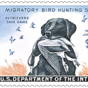 Migratory Bird Hunting Stamp