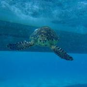 Sea Turtle Habitat Use at Buck Island Reef National Monument, U.S. Virgin Islands