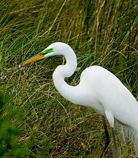 Photo of great egret in breeding plumage