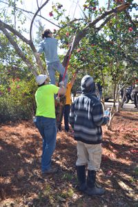 Volunteers pruning a tree