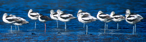 Photo of avocets and a black-necked stilt resting on a sandbar